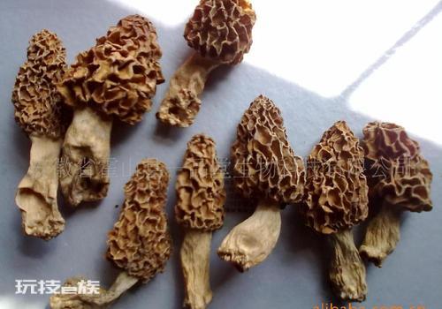 野生羊肚菌市场价格多少钱一斤?-图片5