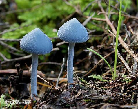 野生羊肚菌市场价格多少钱一斤?-图片7