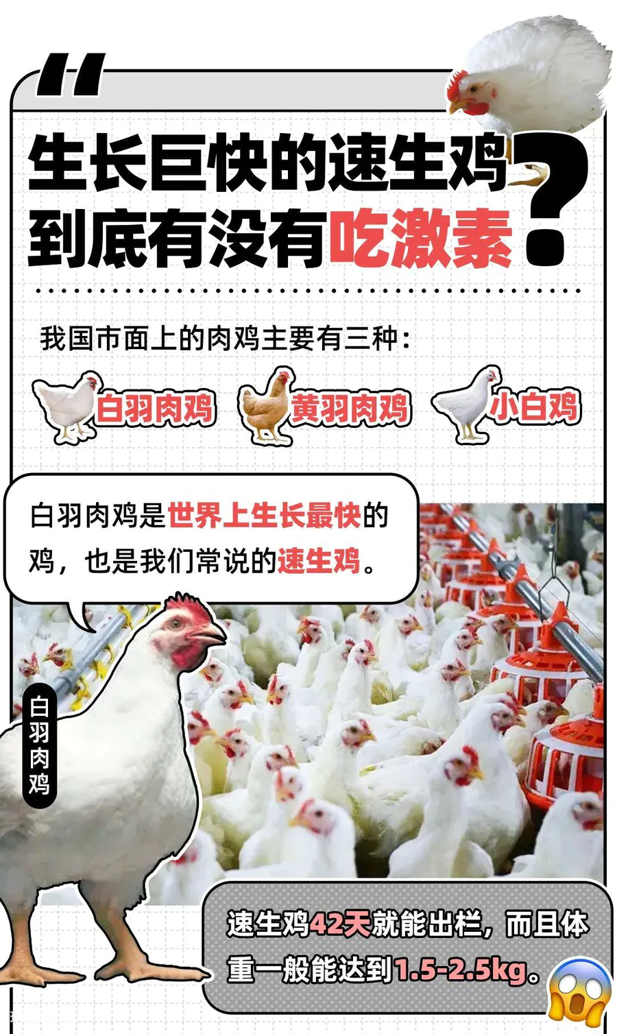 42天猛长5斤的鸡,是打了激素吗?-图片1