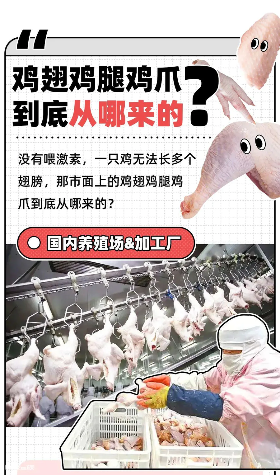 42天猛长5斤的鸡,是打了激素吗?-图片3