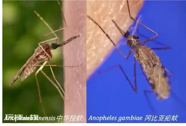 什么动物最吓人_黑人吓人有多吓人_就这么吓人打药后的肌肉多吓人