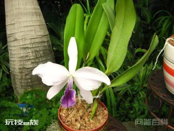 植物的植物之最-图片3