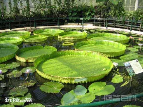 植物的植物之最-图片1