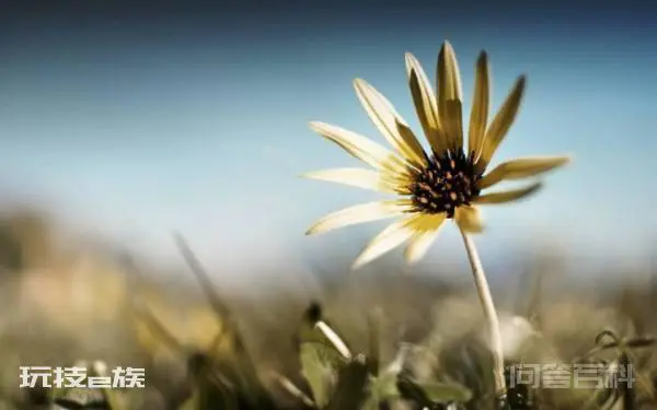 什么是LOMO风格?