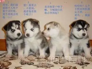 极地雪犬的内容简介