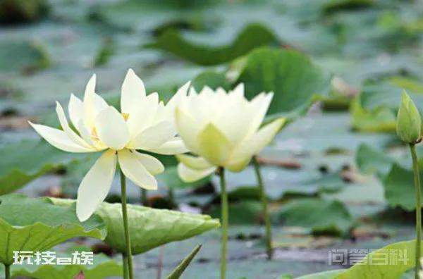 生如夏花灿若朝阳什么意思-图片1