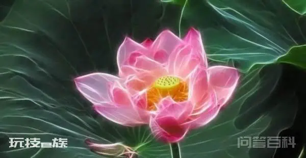 关于夏花的唯美句子-图片3