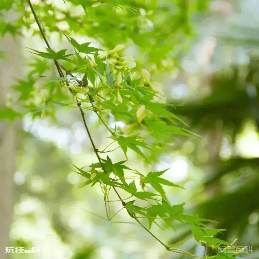 节气|小得盈满 侘寂不寂-图片3
