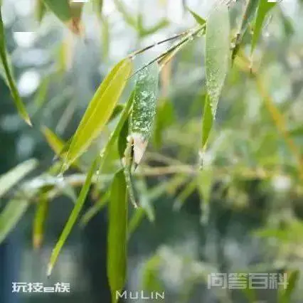 节气|小得盈满 侘寂不寂-图片6