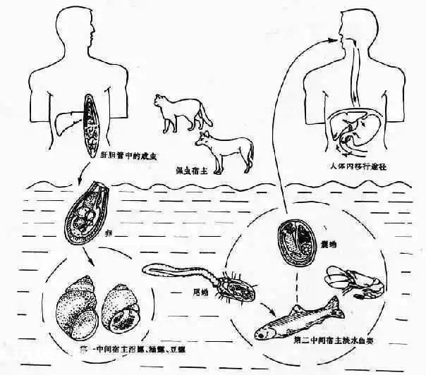 为什么我不建议你吃生腌，也不建议你吃生荸荠？-图片2