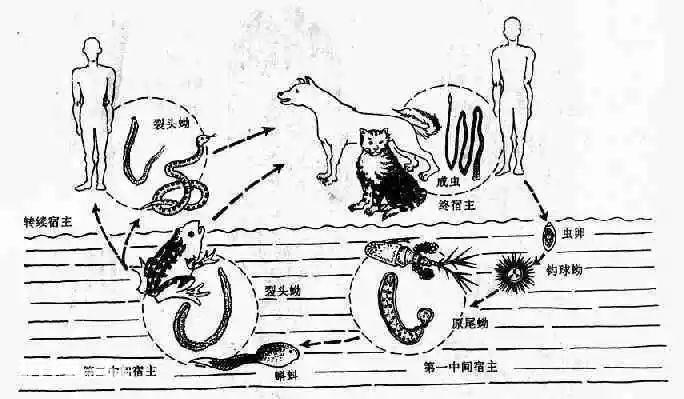 为什么我不建议你吃生腌，也不建议你吃生荸荠？-图片6