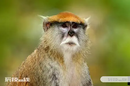 7月生肖猴能桃花旺盛吗 2021年生肖运势-图片1