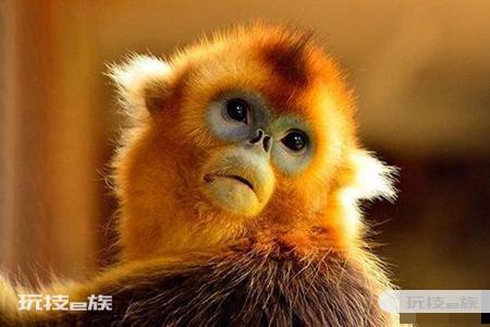 7月生肖猴能桃花旺盛吗 2021年生肖运势-图片3