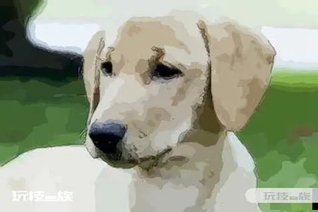 7月生肖狗能贵人相助吗 2021年生肖运势-图片2