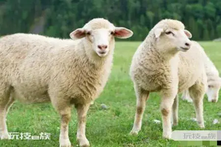 1979年属什么生肖 属羊女人的婚姻与爱情-图片3