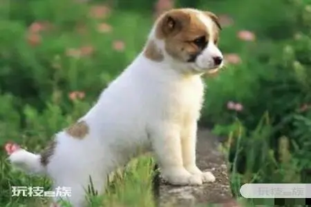 1994年属什么生肖 属狗人的金钱运势如何-图片2