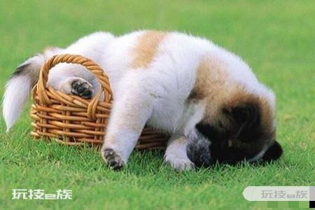 1994年属什么生肖 属狗人的金钱运势如何-图片3