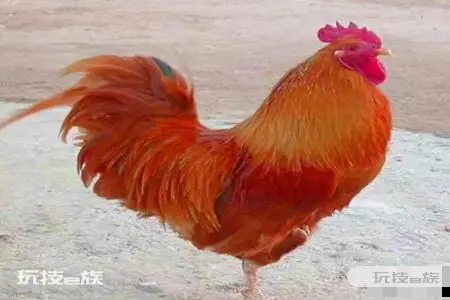 1993年属什么生肖 属鸡有什么样的性格命运-图片1