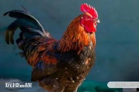 1993年属什么生肖 属鸡有什么样的性格命运-图片2