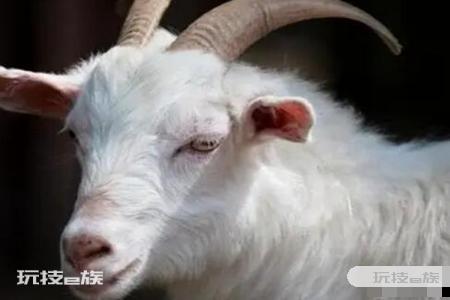 2003年属什么生肖 2021年属羊财运运势-图片2