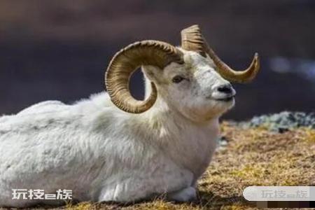 2003年属什么生肖 2021年属羊财运运势-图片3