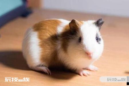 鼠和什么生肖最配 这三个鼠配对生肖夫妻恩爱-图片2