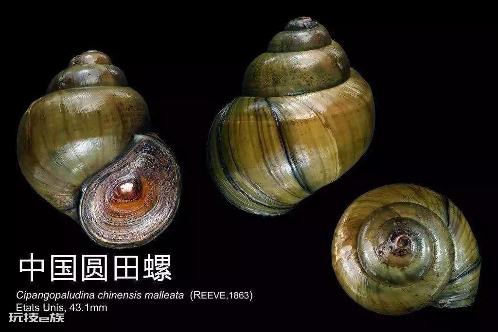 为什么我不建议你吃生腌，也不建议你吃生荸荠？-图片11