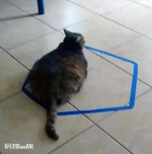画个圈圈诅咒你,猫咪们被圈进圆圈就出不来了,是真的吗 画个圈圈诅咒你,猫咪们被圈进圆圈就出不来了,是真的吗-图片1