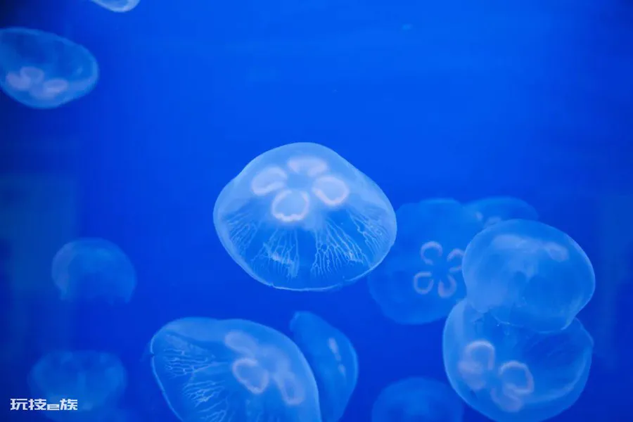 海蜇软萌还好吃?被它蜇伤可就惨了,严重可致命!-图片3