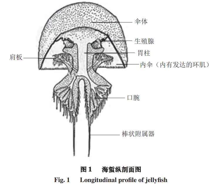 海蜇软萌还好吃?被它蜇伤可就惨了,严重可致命!-图片2