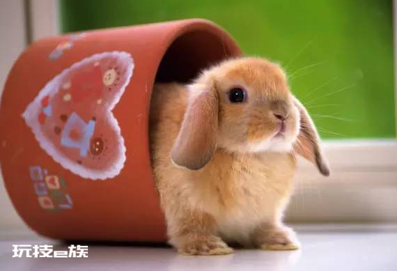 2023年属兔12月出生几月备孕 几月出生的兔宝宝运势好