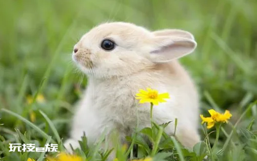 属兔的人一生命运怎么样 不同兔年出生的人命运