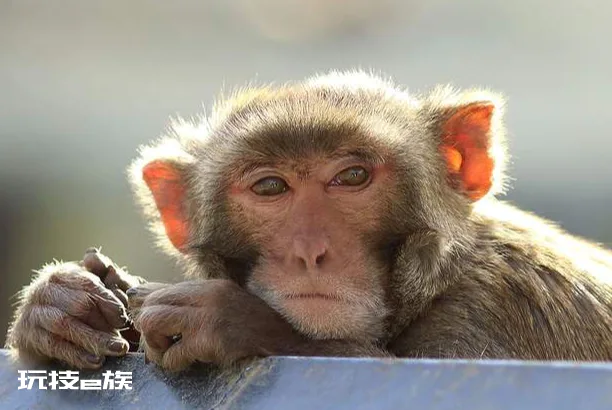 92年属什么多大了 92年属猴最难熬年龄