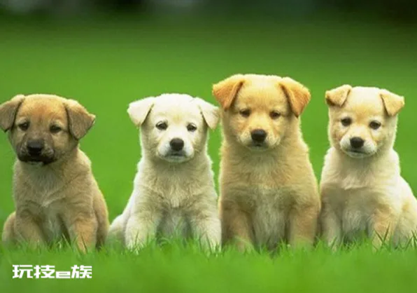 属狗人9月份运势2022 属狗人2022年9月什么运最好