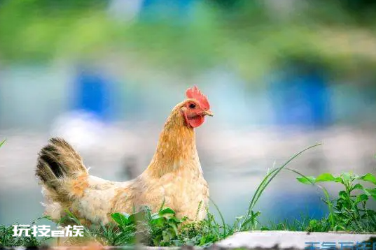 属鸡人9月份运势2022 属鸡人2022年9月运势详解