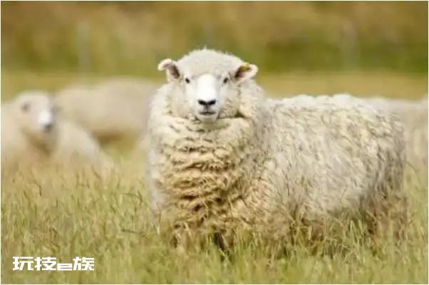 七九年羊人如何发横财 七九年羊人十年大运解析
