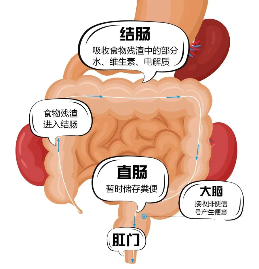 香蕉能治便秘?真正缓解便秘的水果是…-图片7