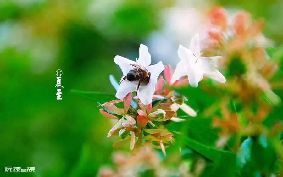夏至是什么时候_夏至短信_夏至是几月几日