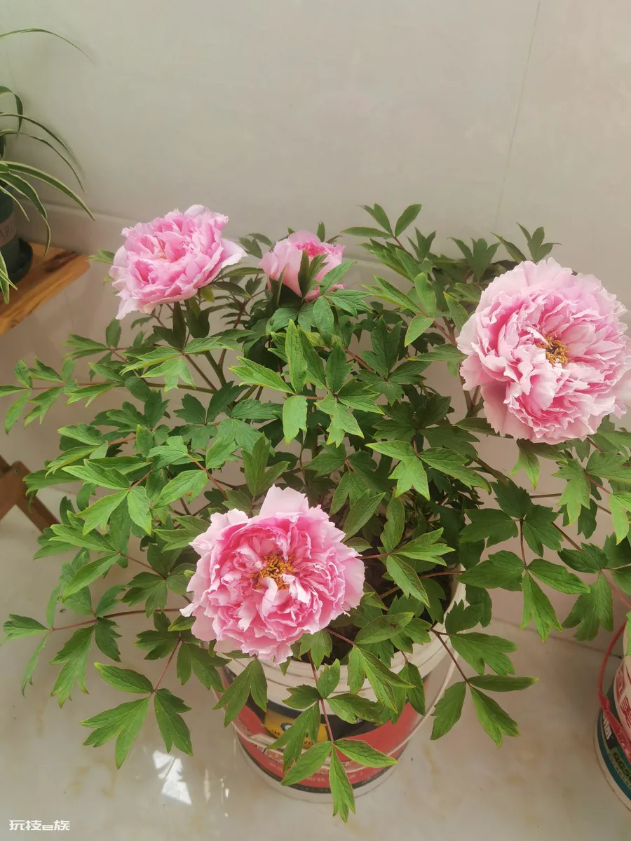 我国的国花为什么是牡丹花(在家中种植牡丹的注意事项)-图片6