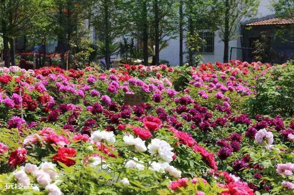 我国的国花为什么是牡丹花(在家中种植牡丹的注意事项)-图片4