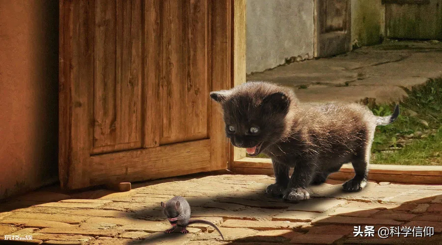 猫为什么喜欢吃老鼠(猫咪喜欢吃老鼠的原因有哪些)-图片1