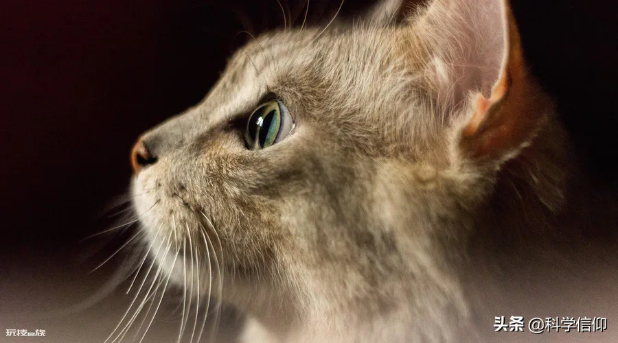 猫为什么喜欢吃老鼠(猫咪喜欢吃老鼠的原因有哪些)-图片2
