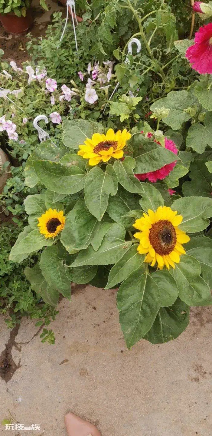 向日葵为什么向着太阳生长(向日葵为何总是围着太阳转)-图片3