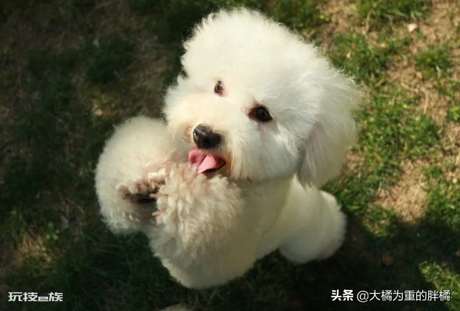 泰迪为什么叫泰日天(泰迪犬这个称呼主要出于5个原因)-图片1