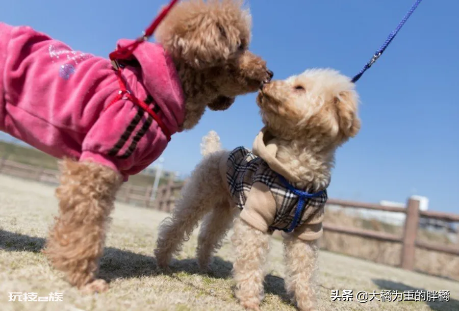 泰迪为什么叫泰日天(泰迪犬这个称呼主要出于5个原因)-图片2