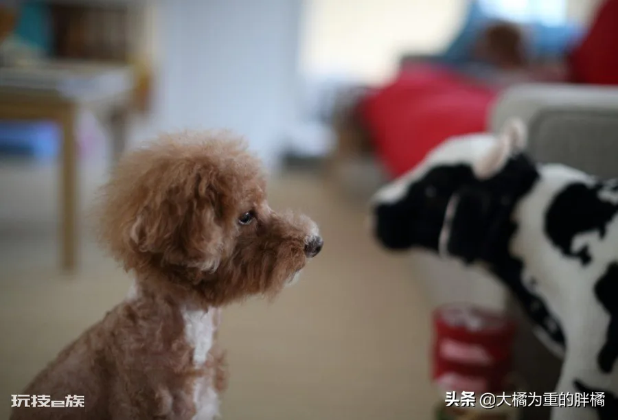 泰迪为什么叫泰日天(泰迪犬这个称呼主要出于5个原因)-图片3