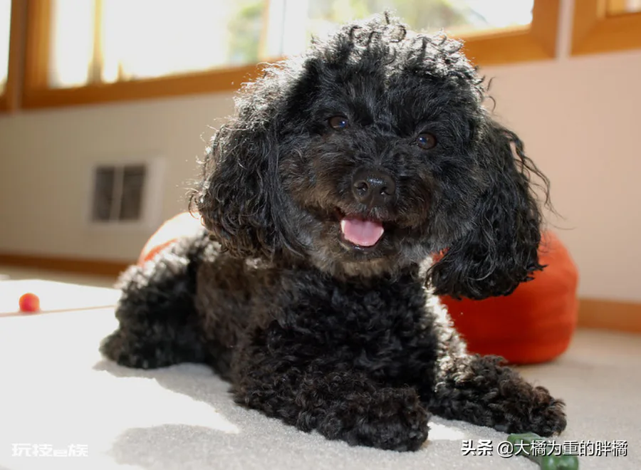 泰迪为什么叫泰日天(泰迪犬这个称呼主要出于5个原因)-图片4