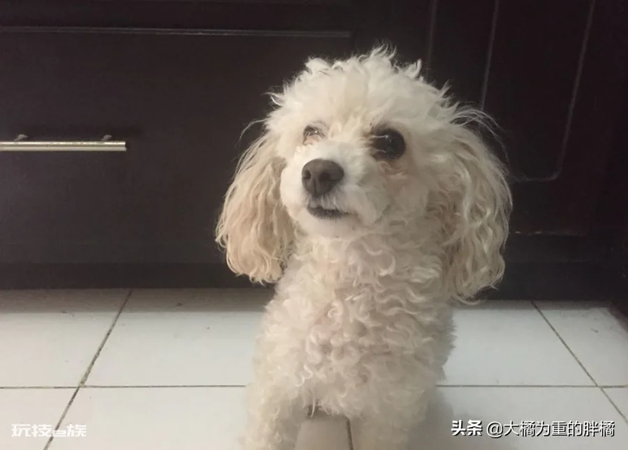 泰迪为什么叫泰日天(泰迪犬这个称呼主要出于5个原因)-图片5