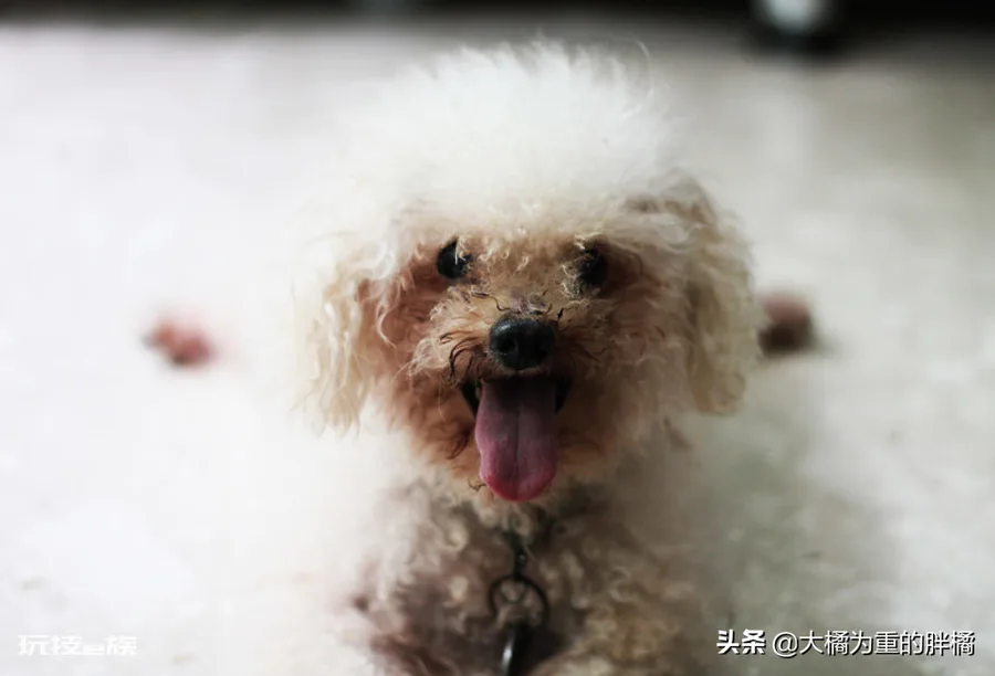 泰迪为什么叫泰日天(泰迪犬这个称呼主要出于5个原因)-图片6