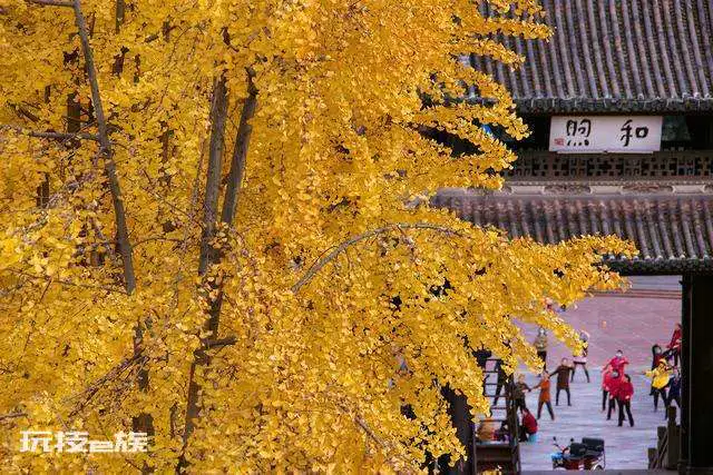 成都周边一日游的最佳地方在哪里(成都最美银杏观赏地)-图片11